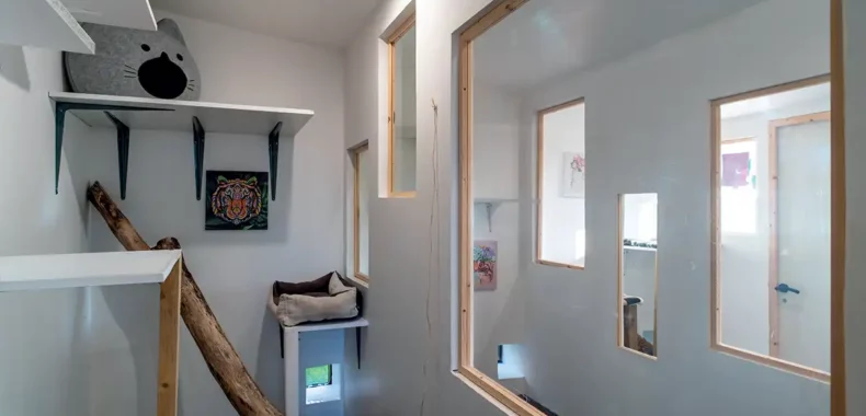 felin pour lhote-bandeau felin pour lhote-bandeau